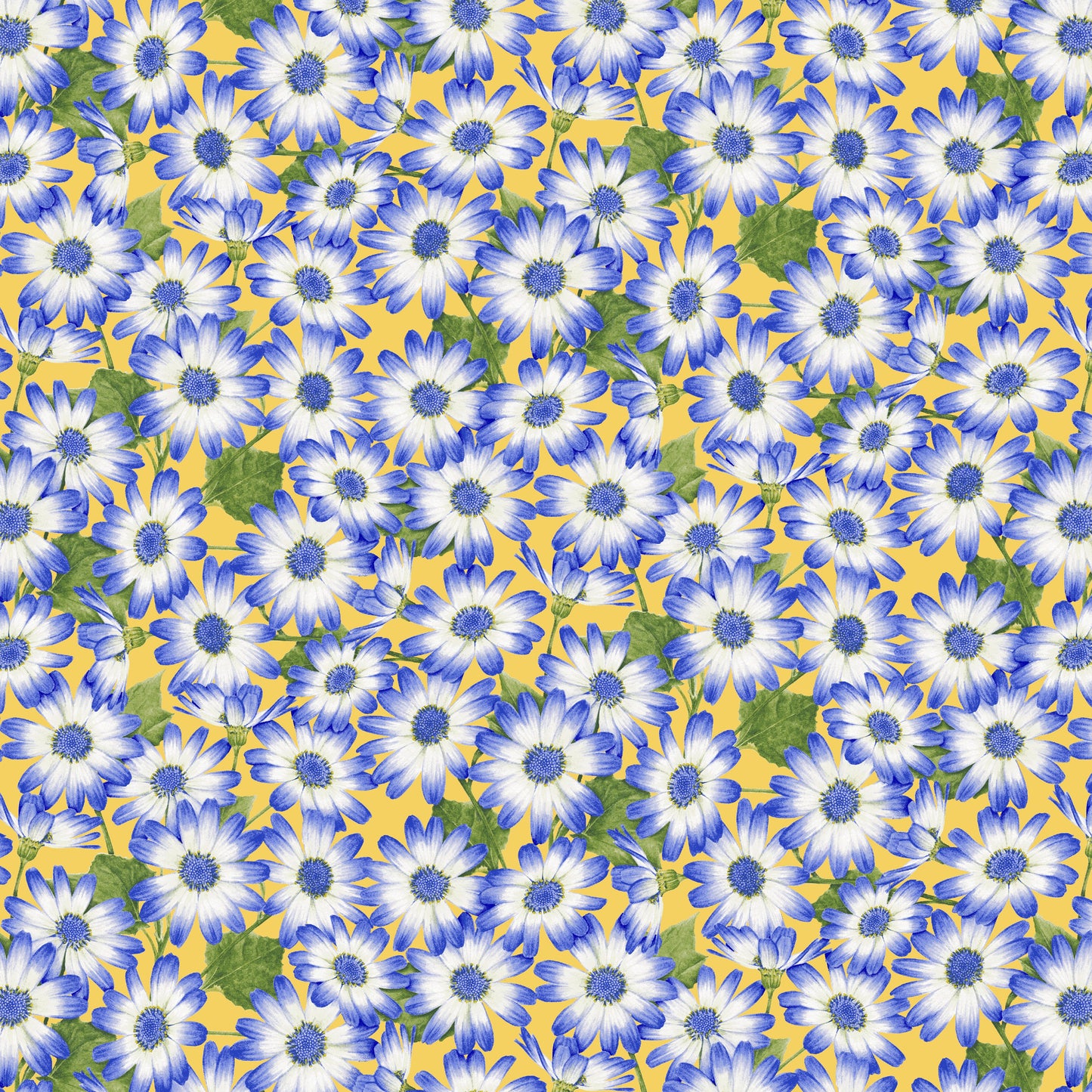 2936-47 Sun Kissed Cisneraria Packed