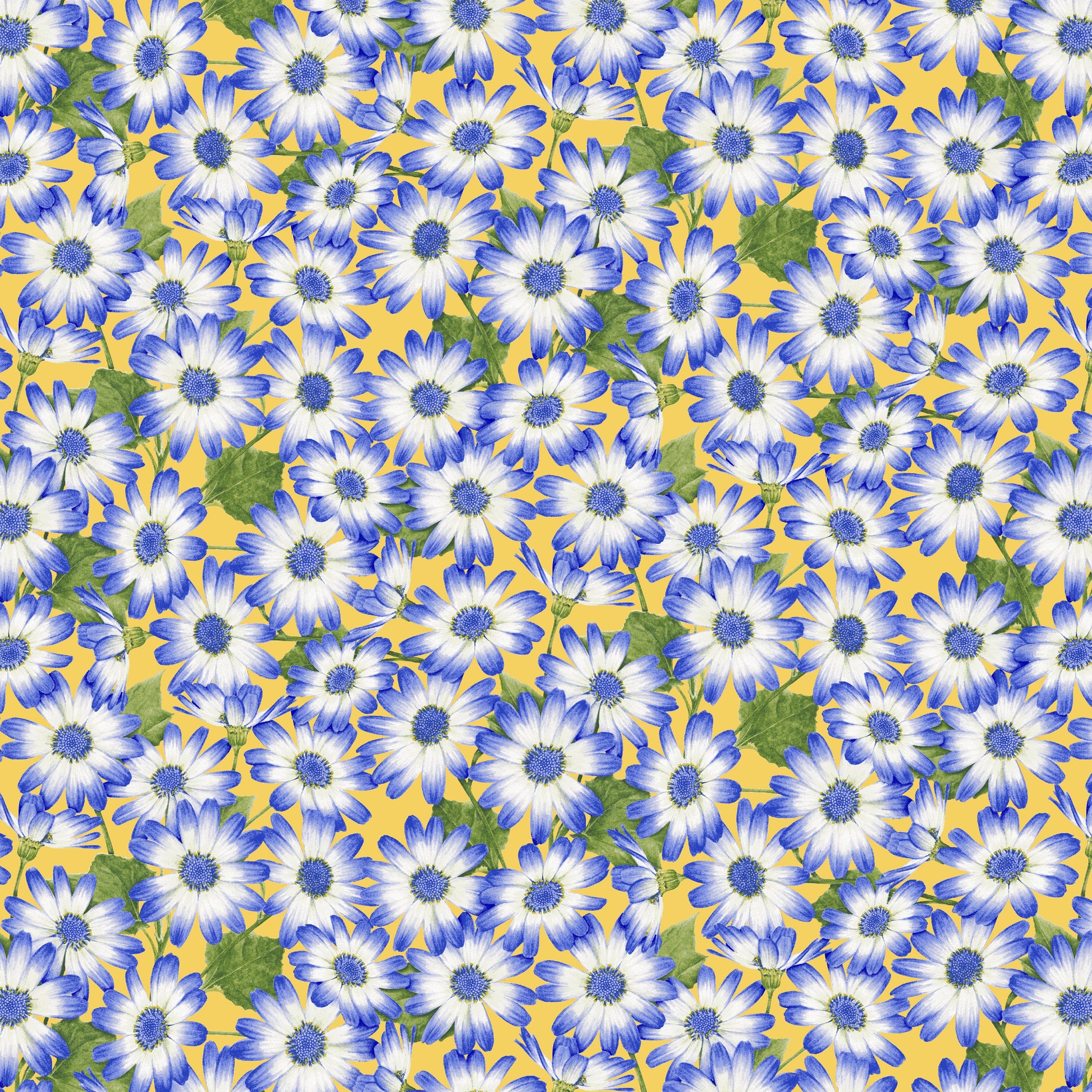 2936-47 Sun Kissed Cisneraria Packed