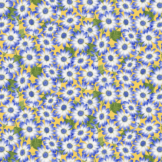 2936-47 Sun Kissed Cisneraria Packed