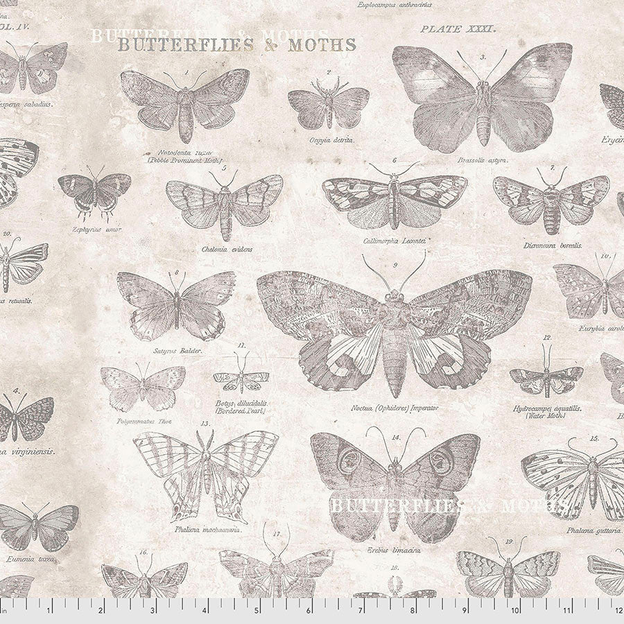PWTH004.PARCHMENT Monochrome Butterflies
