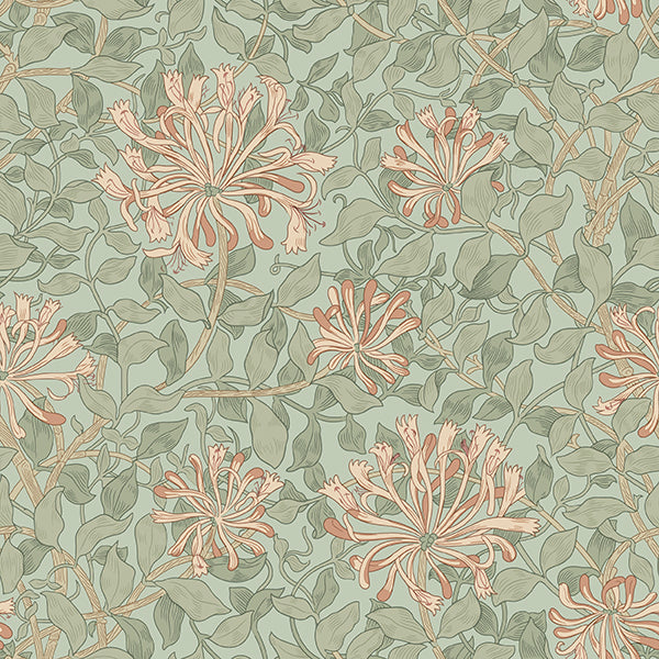 PWWM057.CORAL May Morris Honeysuckle